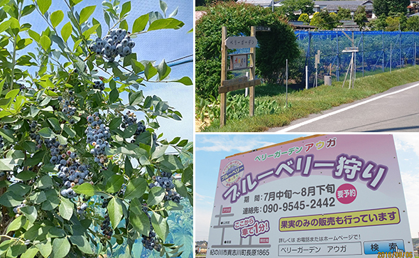 ブルーベリー狩りの様子と、当園の外観と看板